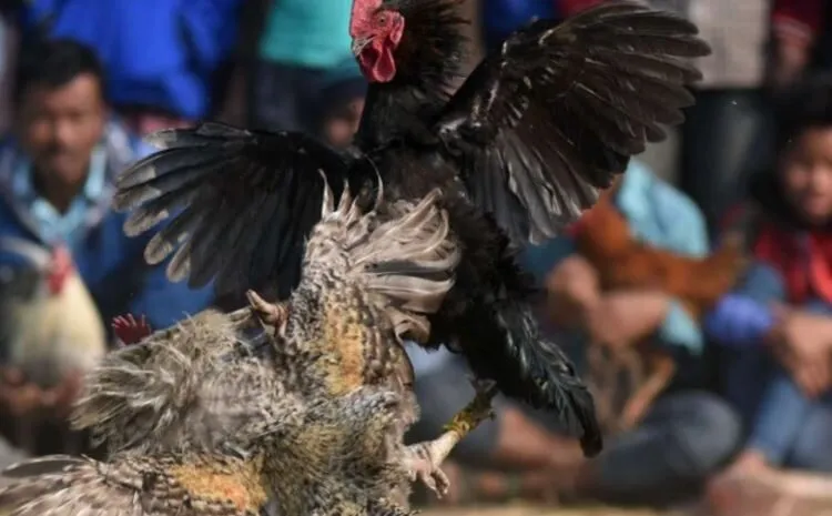 Trải nghiệm Đá Gà Asil Hi88