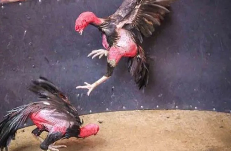 Hướng dẫn tham gia Đá Gà Asil Hi88