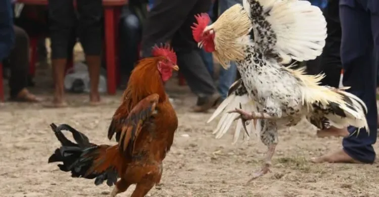 Đá Gà Casino -Nơi Chiến Kê Chiến Hàng Đầu Tại Nhà Cái 3 Tham Gia Cá Cược Đá Gà Online: Hướng Dẫn Chi Tiết