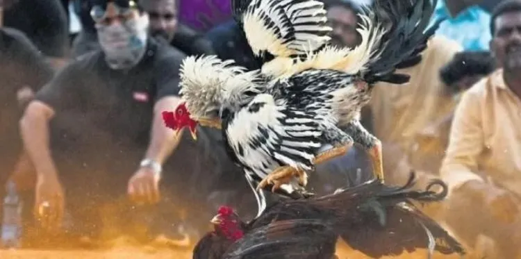 Đá Gà Casino Hi88: Định Nghĩa và Sự Phát Triển