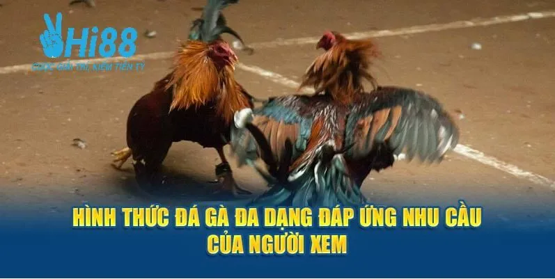 Hình thức đá gà đa dạng đáp ứng nhu cầu của người xem