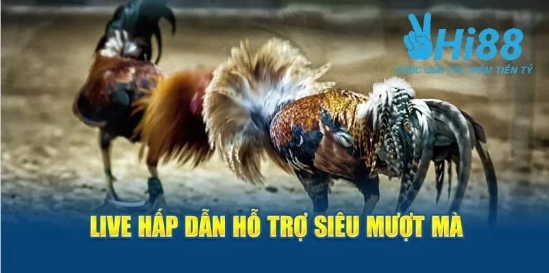 Live hấp dẫn hỗ trợ siêu mượt mà