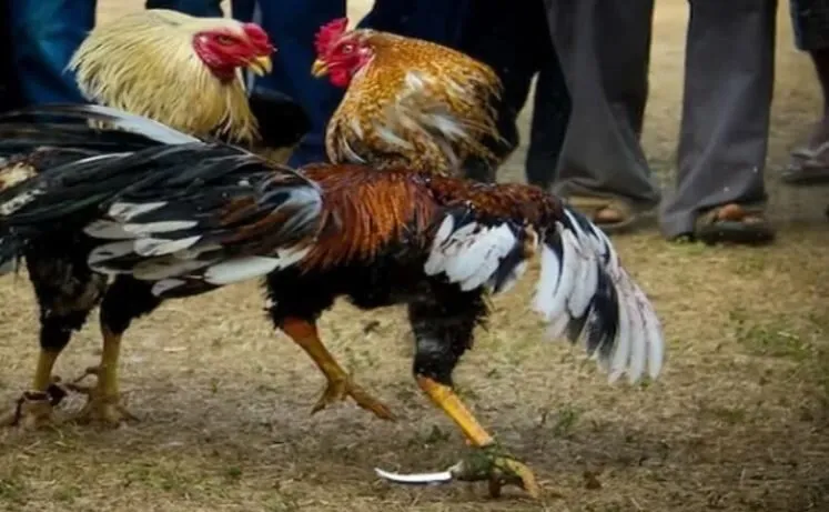 So sánh Đá Gà Mỹ với các loại đá gà khác