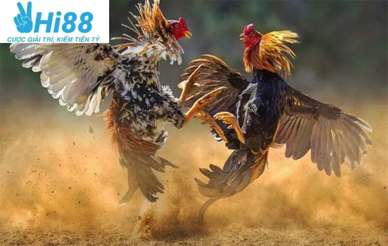 Mẹo đặt cược thắng lớn khi xem Đá Gà Asil Hi88