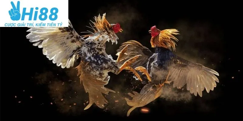 Ba loại Gà Đá Hầu Kiềng Hi88 phổ biến nhất hiện nay