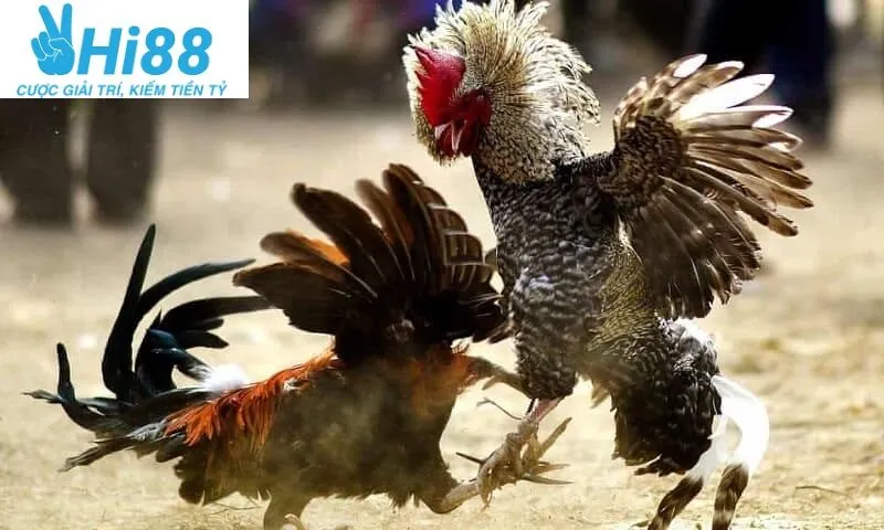 Cách chọn Gà Đá Hầu Kiềng Hi88 chuẩn