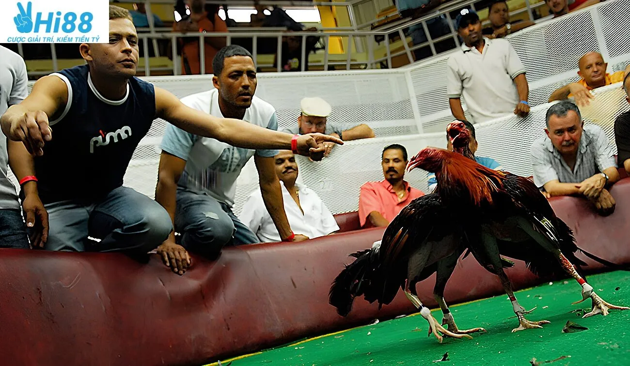 Nguồn gốc và lịch sử đá gà Mỹ