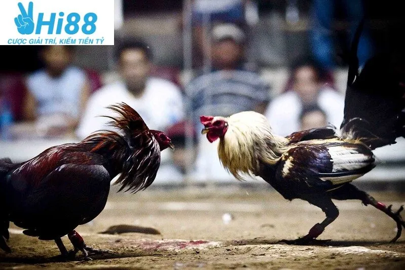 Đặc điểm của giống gà đá Mỹ