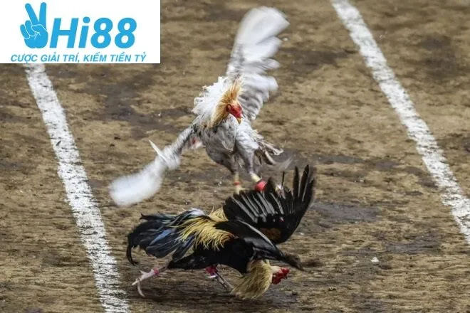 Ưu điểm chỉ có ở Đá Gà Philippines Hi88