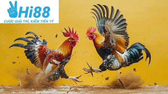 Các giống Đá Gà Shamo Hi88 được yêu thích nhất