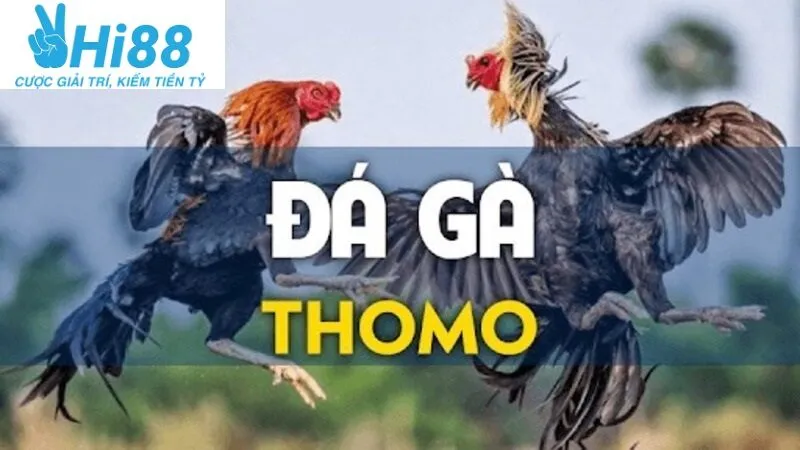 Đa dạng trận đá kê Thomo