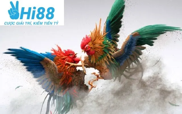 Cách phân định thắng thua Đá Gà Thomo Hi88