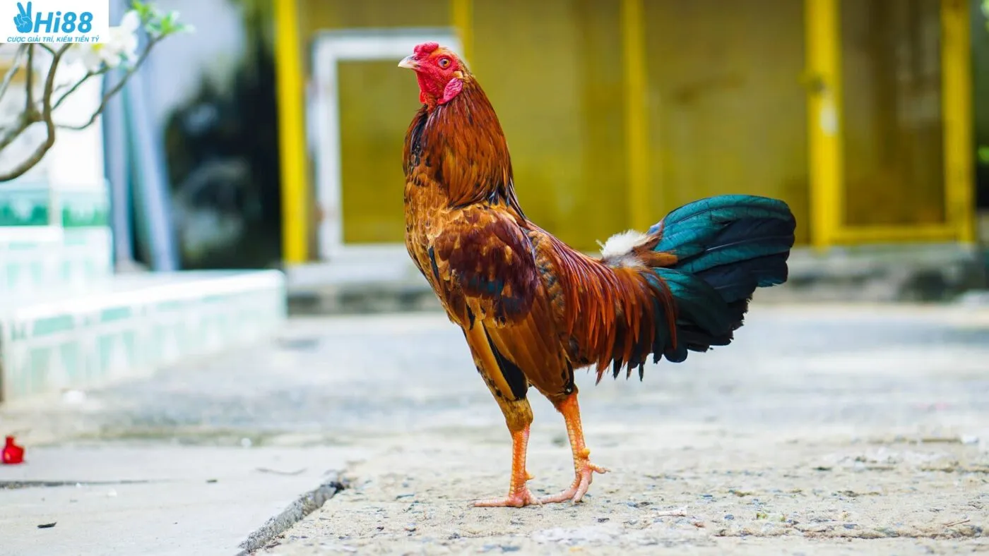 Kỹ thuật huấn luyện và chăm sóc gà tre Thomo