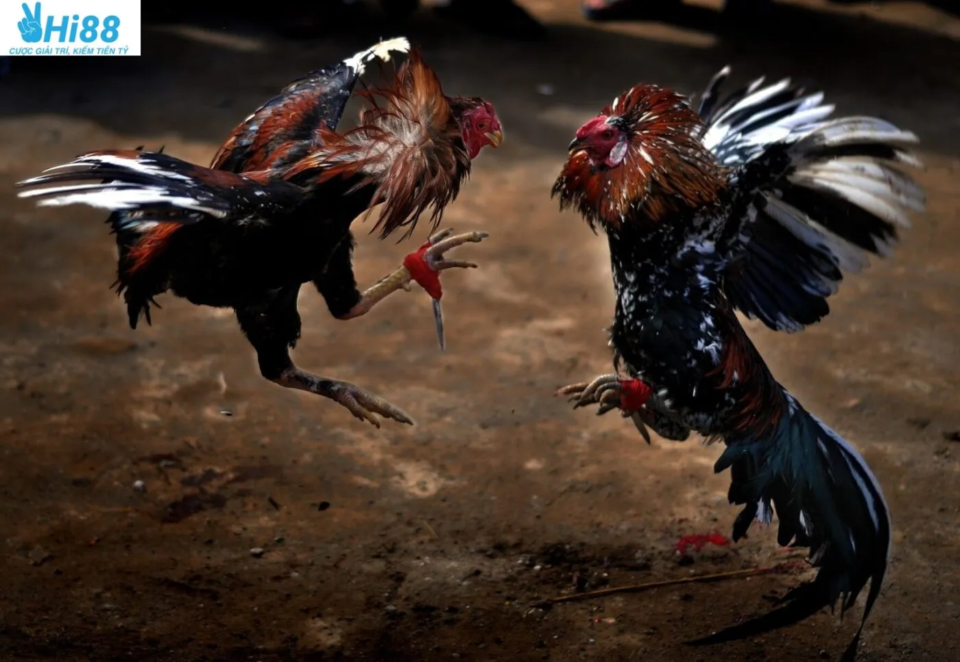 Gà Khmer đá gà trực tiếp